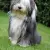 Bearded Collie