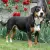 Entlebucher