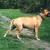 American pit bull terrier
