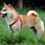 Shiba