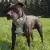 American Staffordshire Terrier