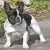 Buldog francuski