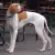 Pointer