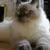Ragdoll