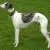 Whippet