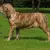 Fila Brasileiro