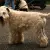 Irish Soft Coated Wheaten Terrier