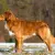 Nova Scotia Duck Tolling Retriever