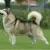 Alaskan Malamute