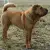 Shar Pei