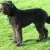 Bouvier des Flandres