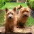 Norwich Terrier