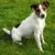 Parson Russell Terrier