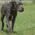 Dog niemiecki