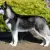 Siberian Husky