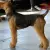 Airedale Terrier
