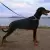 Doberman