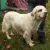 Clumber Spaniel