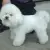 Bichon frise