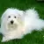 Coton de Tulear