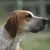 Foxhound angielski