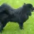 Svensk Lapphund