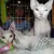 Devon Rex