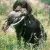 Amerykański spaniel dowodny