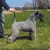 Kerry Blue Terrier
