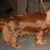 Sussex Spaniel