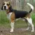 Beagle-Harrier