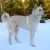 Canaan Dog