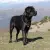 Cane Corso Italiano