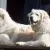 Kuvasz