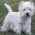 West Highland White Terrier