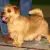 Norfolk Terrier