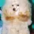 Pudel Toy