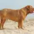 Dogue de Bordeaux