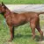 Thai Ridgeback Dog