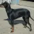 Manchester Terrier