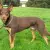 Owczarek australijski - Kelpie