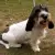 Petit Basset griffon vendeen