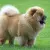 Chow Chow długowłosy