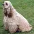 Cocker spaniel amerykański