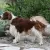 Springer spaniel walijski