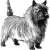 Cairn Terrier