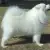Samoyed