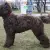 Barbet