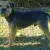 Border Terrier