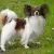 Spaniel kontynentalny miniaturowy Papillon